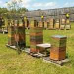 Улей удав: особенности конструкции и пчеловедения, изготовление своими руками