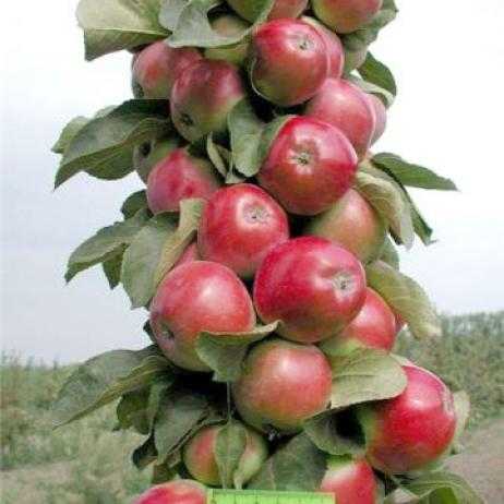 Колоновидные яблони: сорта, отзывы, для средней полосы россии, уход
