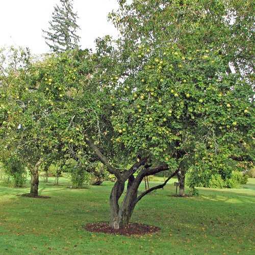 Особенности посадки яблонь в сибири: выбор сорта, участка, рекомендации по высаживанию и уходу - сорта яблонь: полный каталог