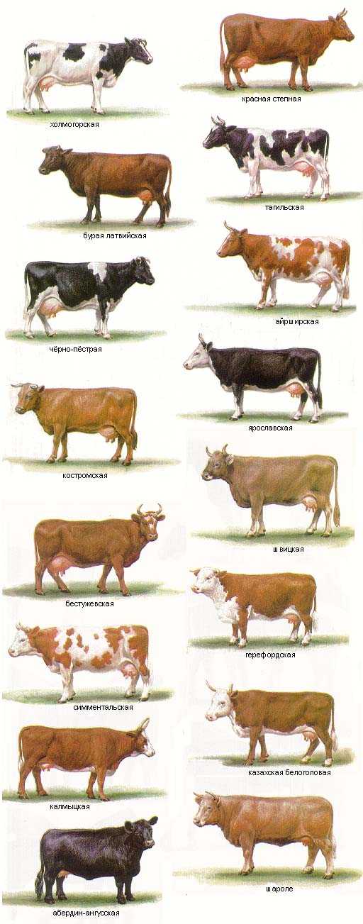 Шароле порода коров: описание