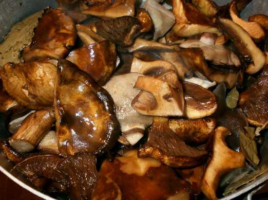 Грибы шиитаке – полезные свойства, разновидности грибов, использование в кулинарии на ydoo.info