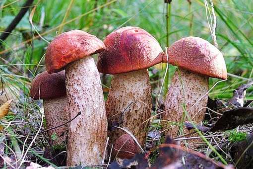 Подосиновик красный – описание гриба, фото видов. как готовить и хранить. польза для организма.