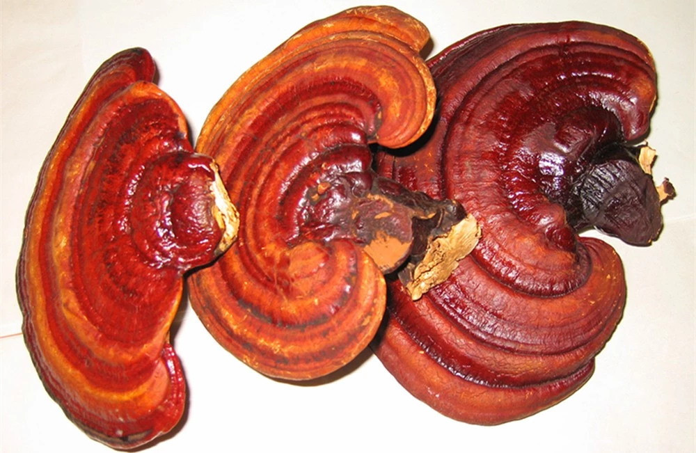 Маслёнок кедровый точечноножковый (suillus punctipes) –  грибы сибири