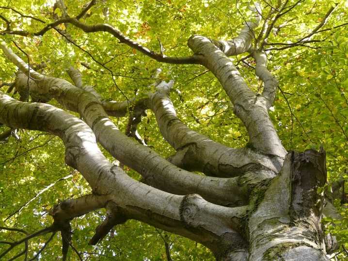 Бук: описание дерева, виды, посадка и уход, распространение