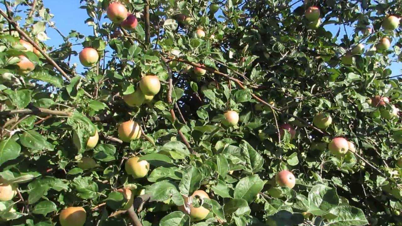 Распространенный сорт яблонь с хорошей урожайностью — дочь мельбы