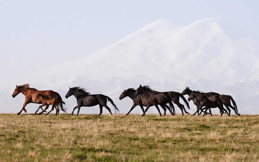 Лошади карачаевской породы