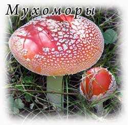 Мухомор сицилийский: описание гриба. Места произрастания. Можно ли есть мухомор сицилийский. Существующие двойники с фото.
