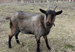 Чешская порода коз. описание, фото, отзывы