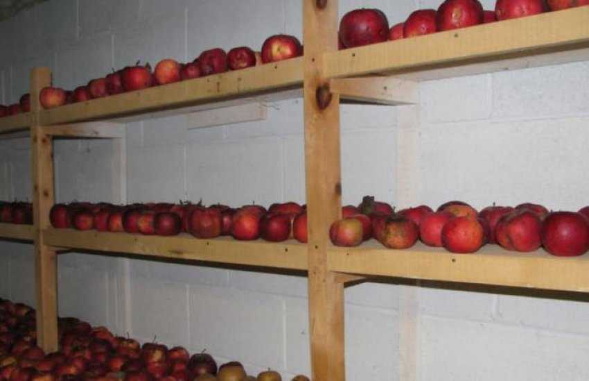Как хранить свежие яблоки зимой в погребе или подвале? русский фермер