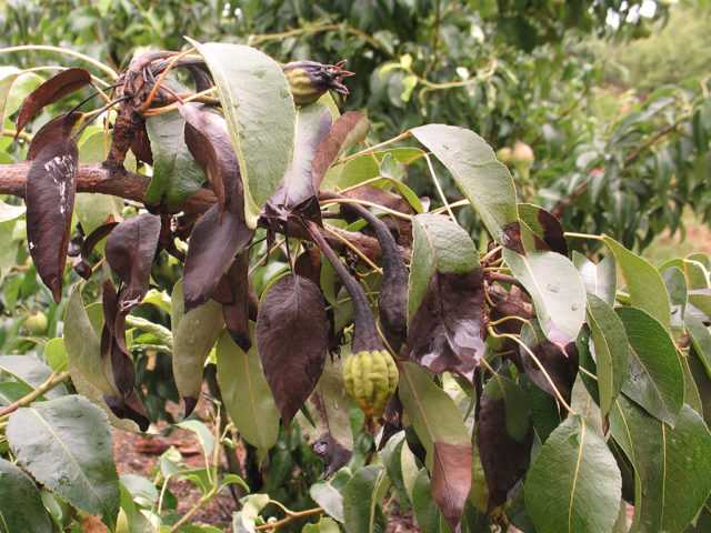 О болезнях груши: чернеют листья и плоды, как лечить, методы борьбы