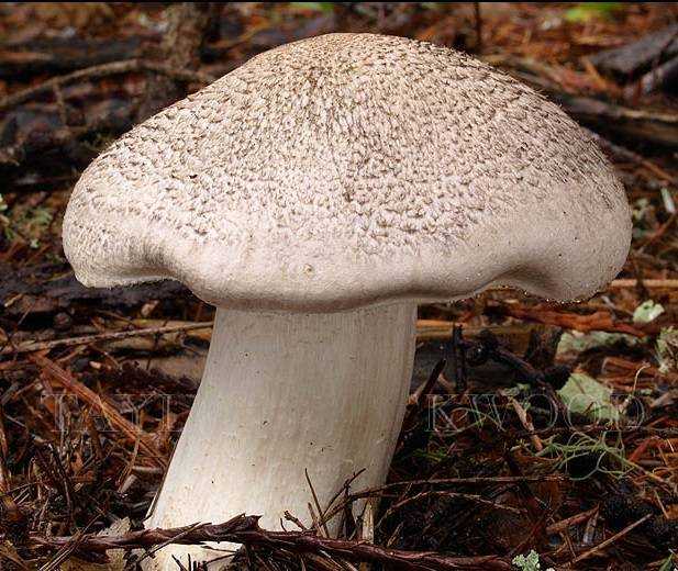 Серушка (лиловый груздь): описание гриба, где растет и как собирать