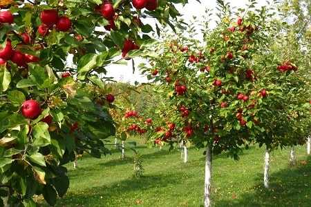 Подкормка вишни: чем подкормить осенью? как подкармливать весной, какие использовать удобрения, чтобы был хороший урожай? сроки внесения удобрений