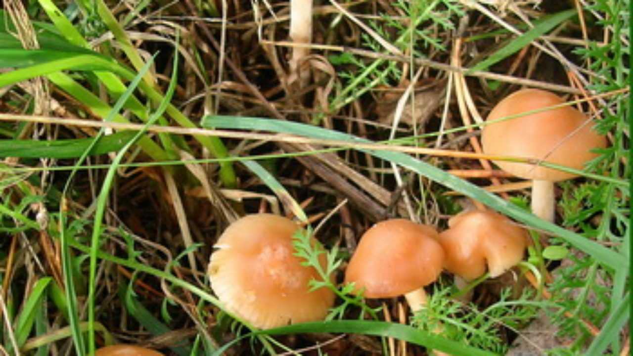 Гриб чесночник обыкновенный (чесночный гриб, mycetinis scorodonius): как выглядят грибы, где и как растут, съедобны или нет
