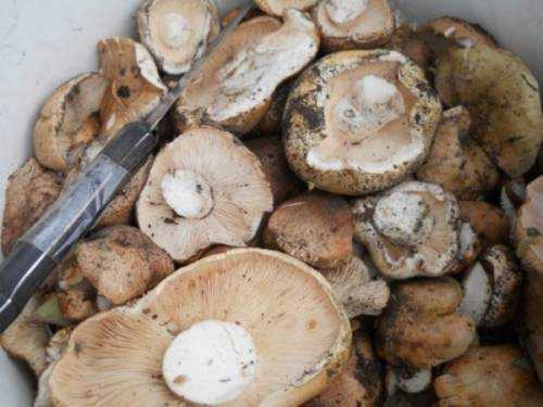 Первичная обработка белых грибов. как обрабатывать грибы правильно после сбора - советы и рекомендации по обработке грибов