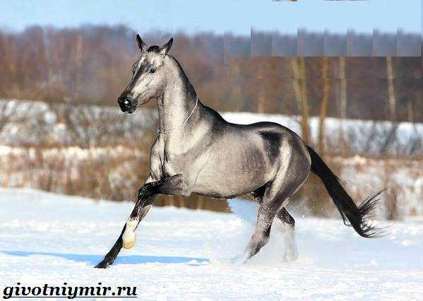 Ахалтекинская лошадь (36 фото): описание и характер коней такой породы, кремовый туркменский ахалтекинец. как ухаживать за жеребятами?