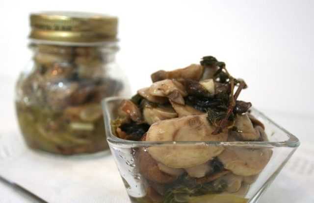Как готовить грибы-зонтики - оригинальные идеи приготовления блюд на каждый день и на зиму