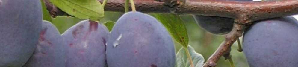 Сливово-вишневый гибрид: описание омского, опатого, пирамидального, отзывы