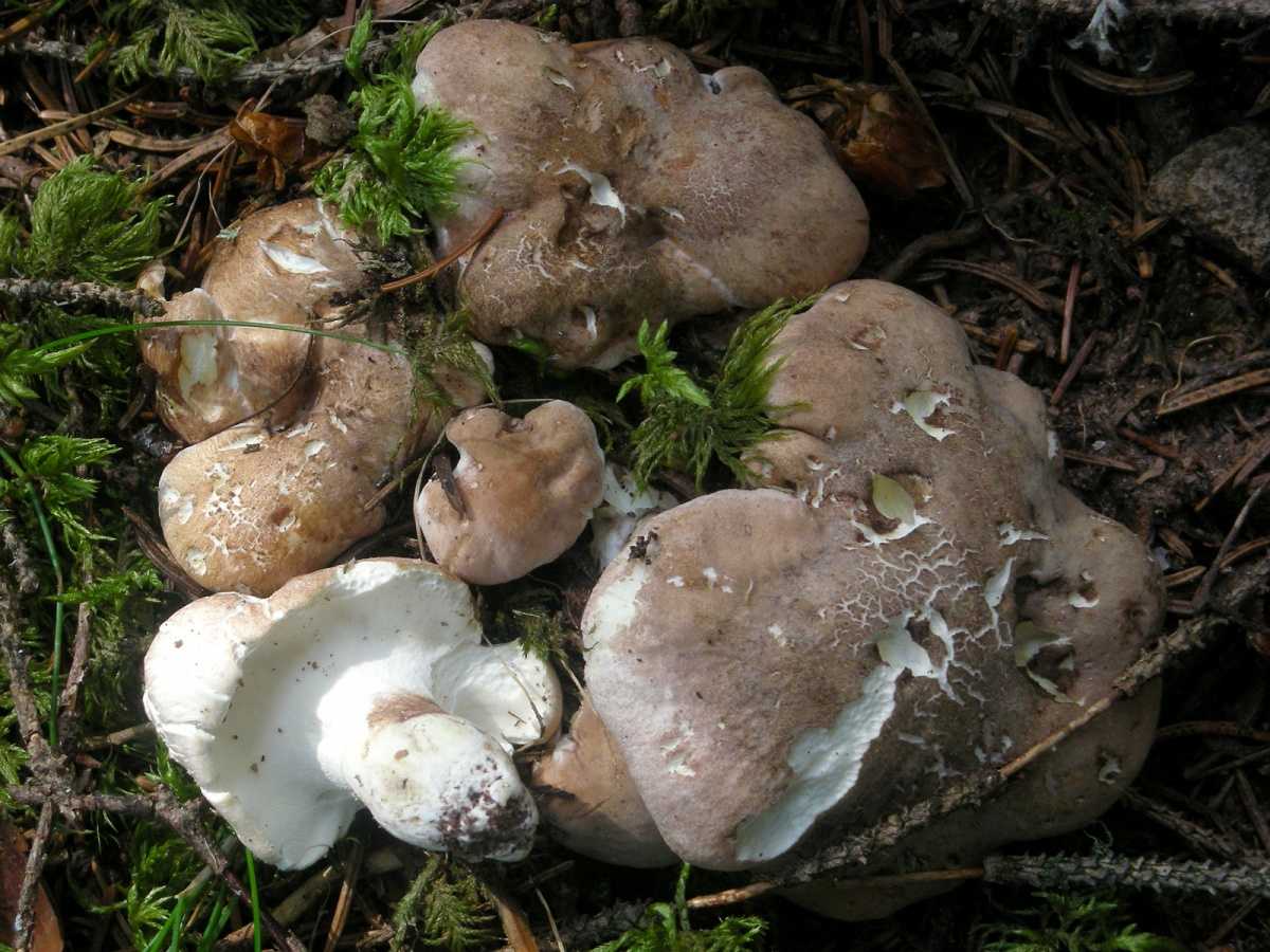 Альбатреллус гребенчатый - несъедобный гриб.