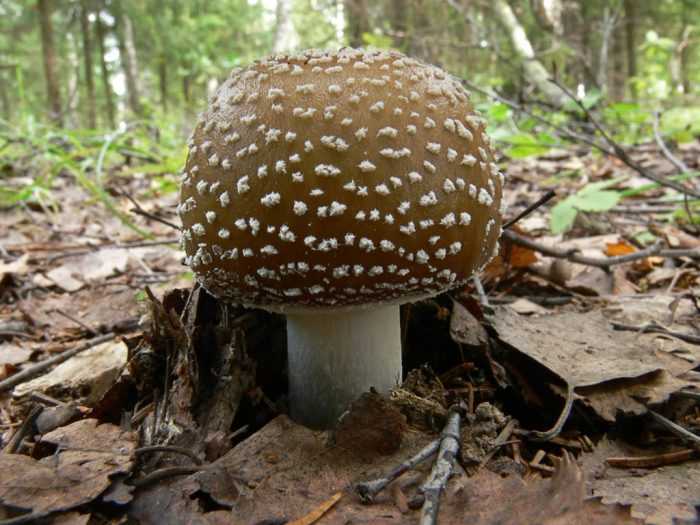 Мухомор шероховатый: гриб съедобный или нет?