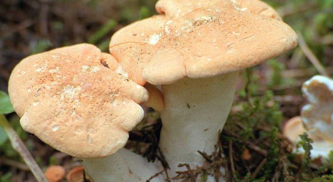 Что вы знаете о рядовке лиловоногой или грибе синеножка?