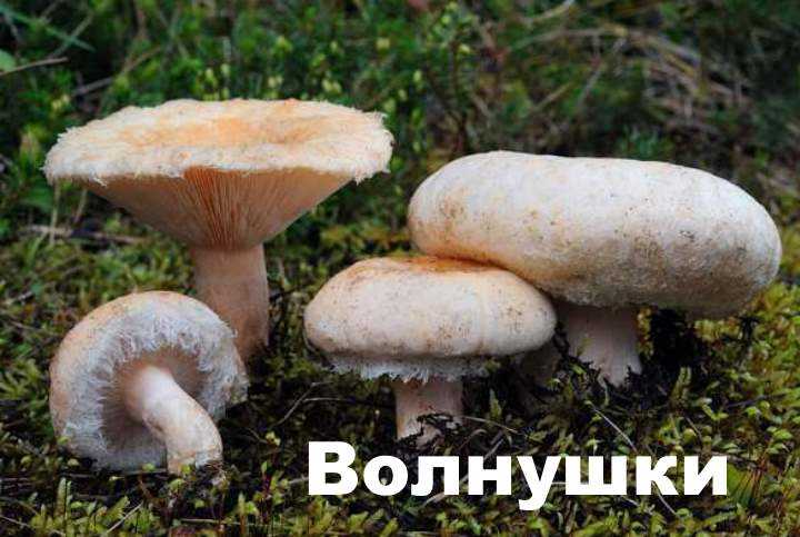 Как выглядят грибы волнушки и их описание (+27 фото)