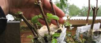 Размножение груши черенками: как вырастить дерево из ветки