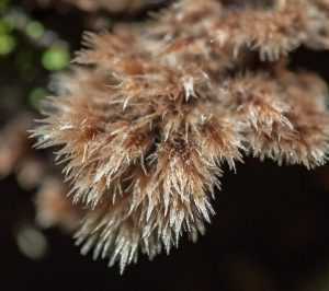 Телефора пальчатая (телефора пальмовидная, thelephora palmata): как выглядят грибы, где и как растут, съедобны или нет