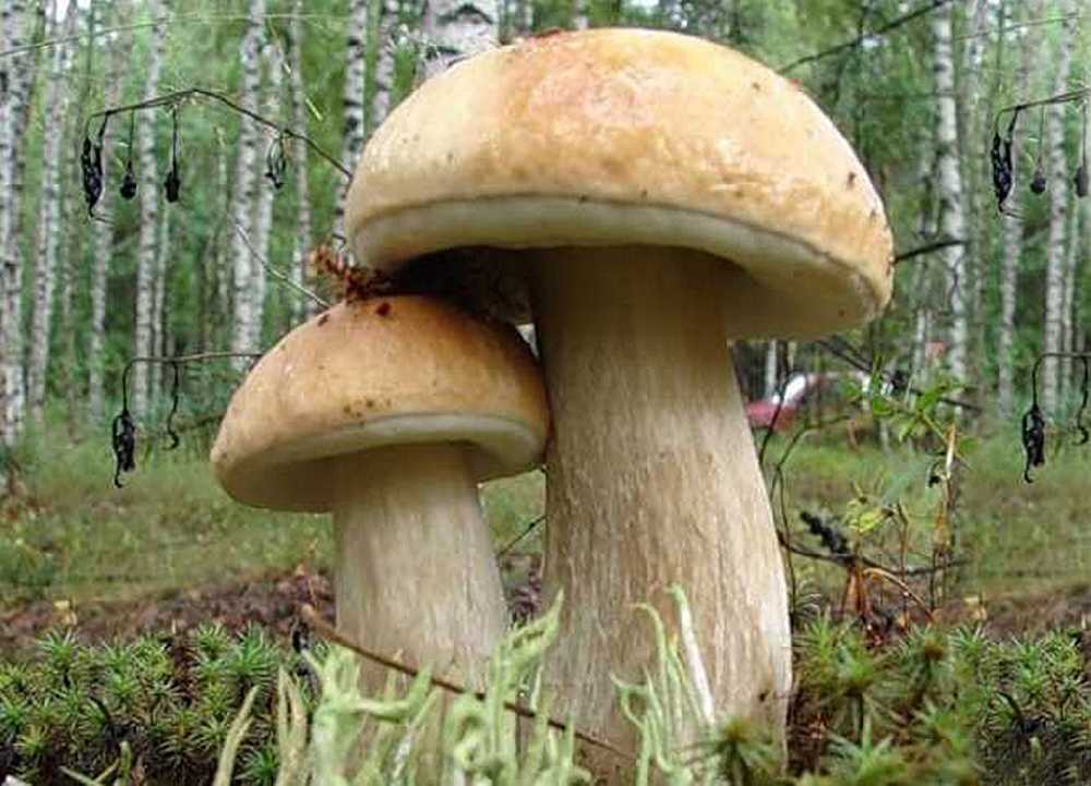 Желчный гриб — описание внешнего вида, сезонность, вкусовые качества 69 фото