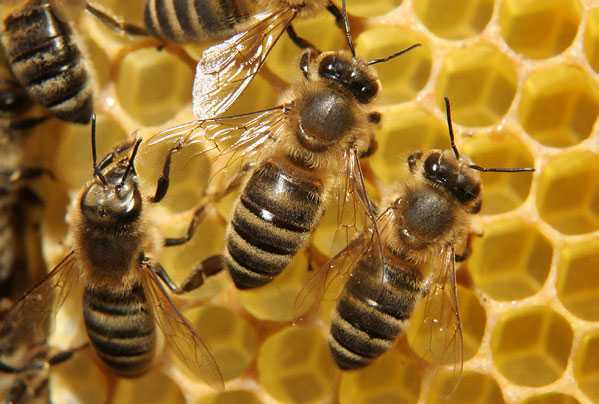 Пчелиная еда: что едят насекомые