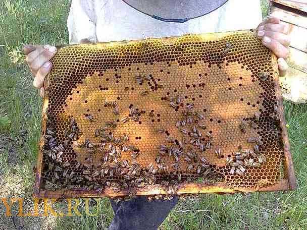 Метод цебро в пчеловодстве: видео, календарь пчеловождения