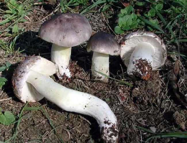 Осторожно, ядовитые грибы: подборка самых известных видов