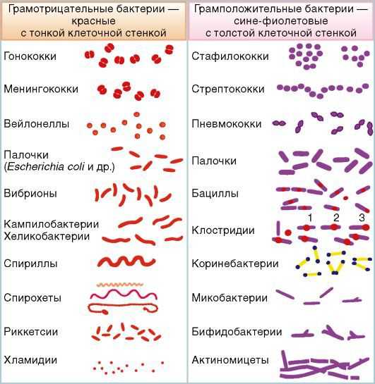 Острые респираторные вирусные инфекции: клинические рекомендации, протоколы лечения » энцикломедия