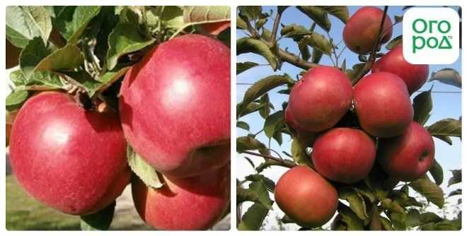 Лучшие зимние сорта яблони, в том числе для различных регионов, с описанием, характеристикой и отзывами