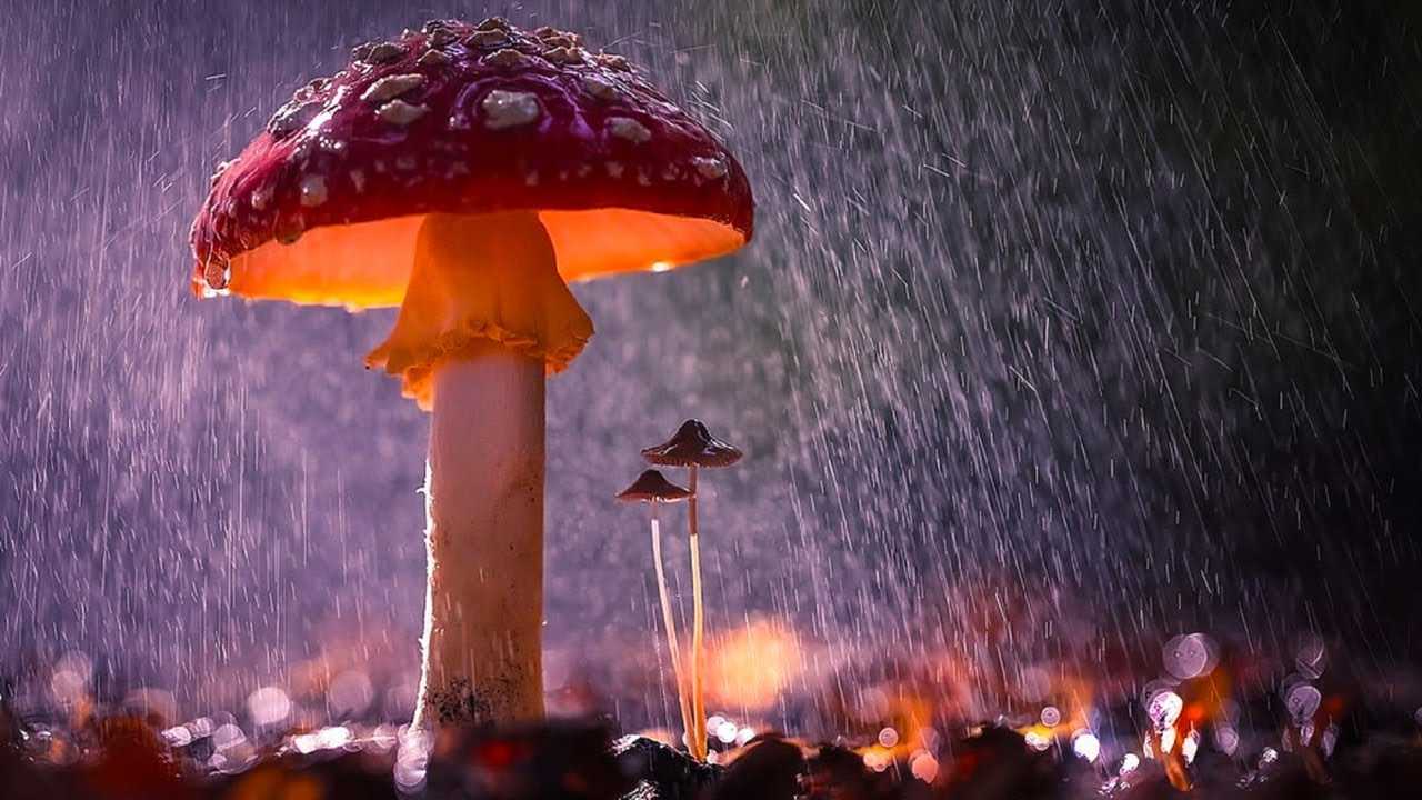 Через сколько времени после дождя вырастают грибы