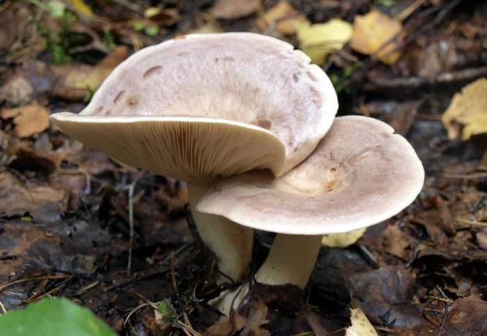 Описание гриба молочая, особенности применения и как правильно приготовить