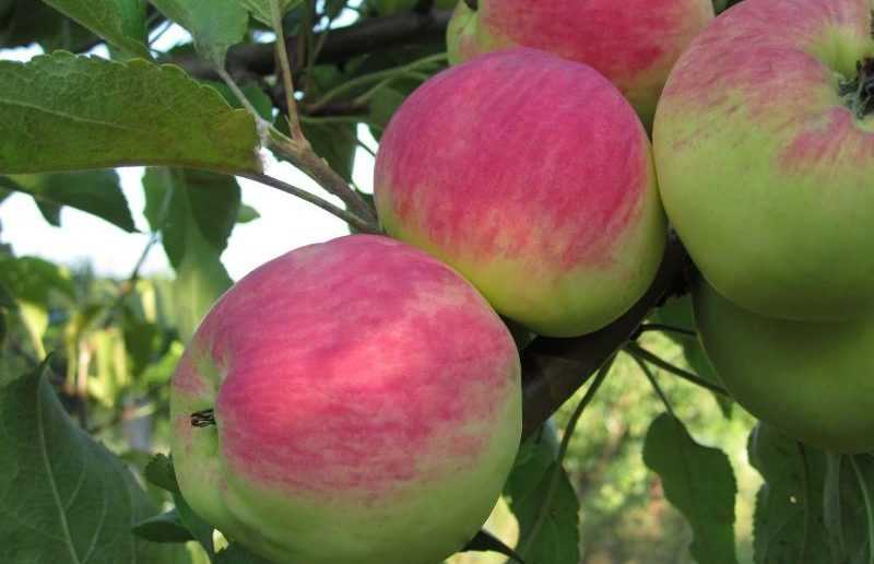 Сорт яблони подарок садоводам: описание сорта, фото, отзывы, посадка