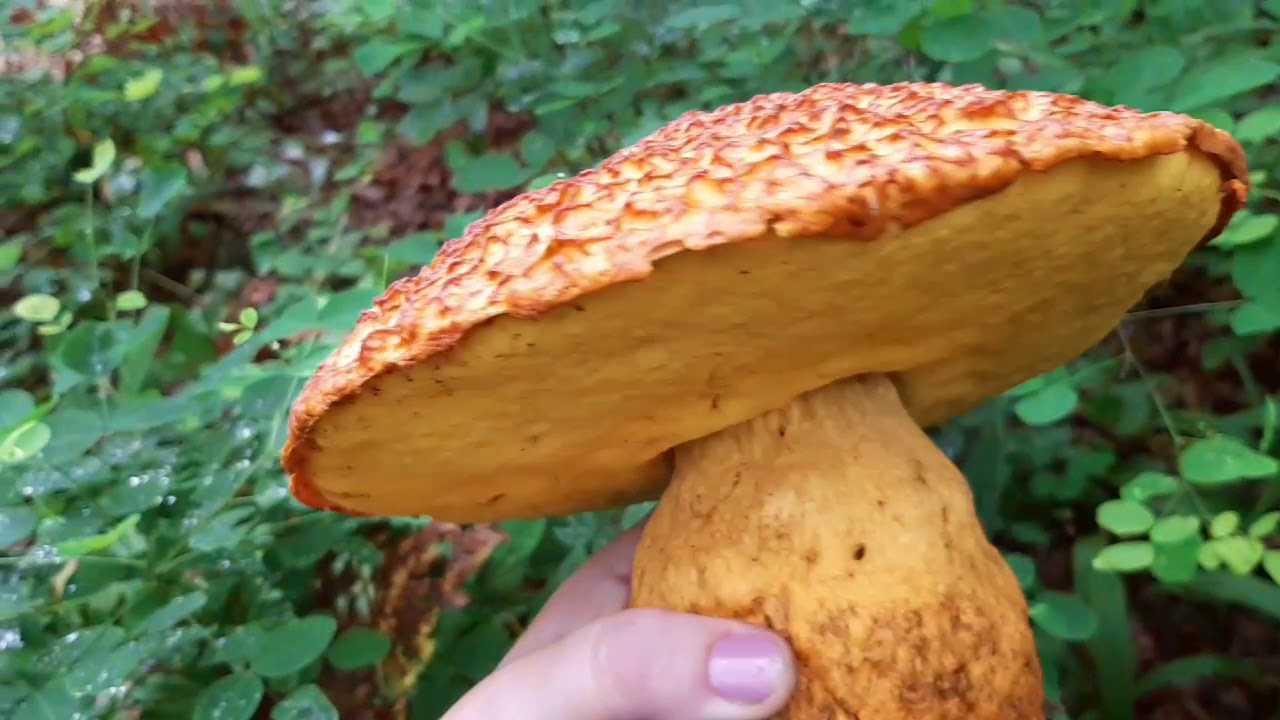 Меланолейка коротконожковая (melanoleuca brevipes) –  грибы сибири