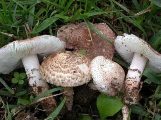 Что за гриб галерина окаймленная и как отличить ее от опенка? природа общество