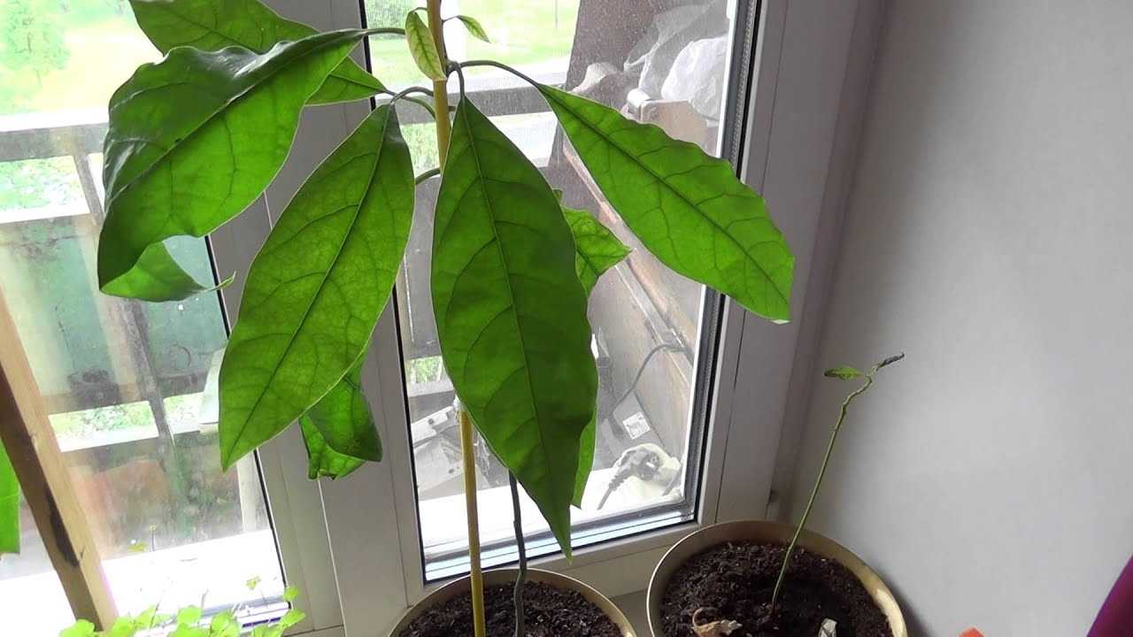 Почему у авокадо чернеют и сохнут листья?