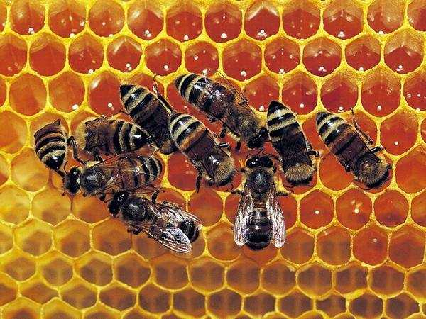 Содержание пчел в двухкорпусном улье