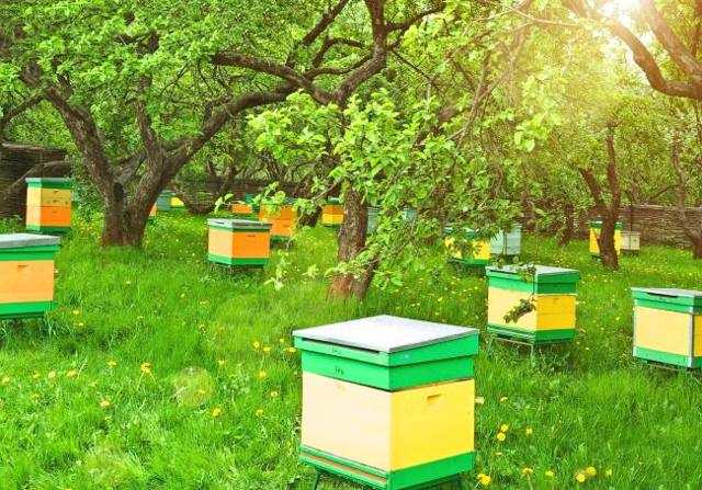 Пчеловодство как бизнес с чего начать как преуспеть выгодно или нет отзывы - скороспел