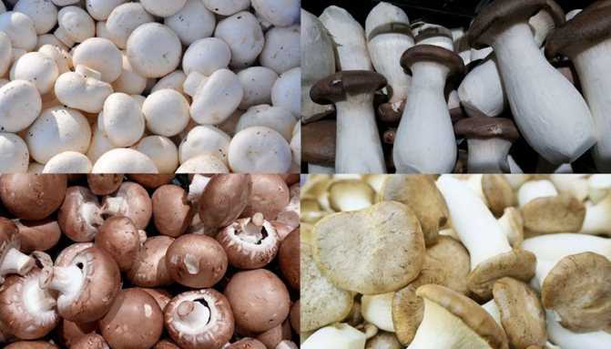 Как правильно чистить белые грибы перед приготовлением