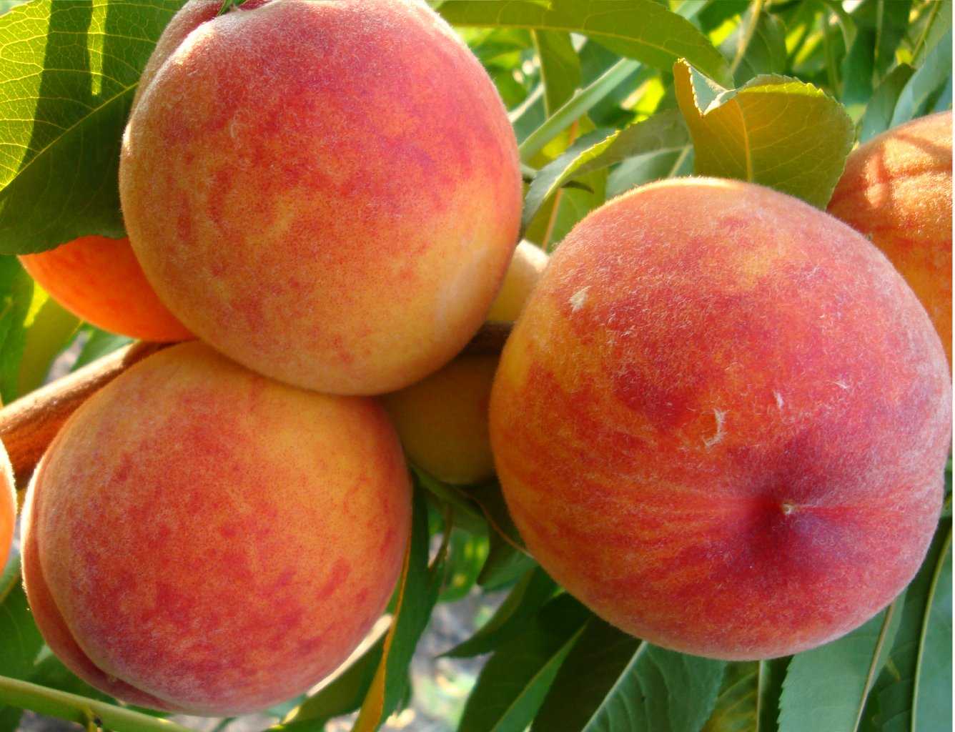 Краткая характеристика и описание разных сортов персиков, которые выращиваются на юге страны и в Подмосковье. Сроки созревания распространенных видов и сортов культуры.