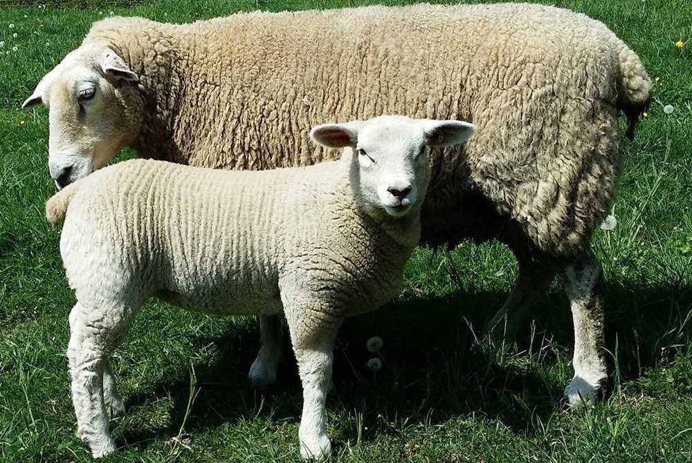Ташлинская порода овец: описание и характеристика