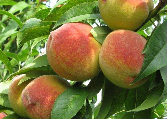 Выращивание персиков: видео посадки, уход за деревьями, как делать обрезку и формирование кроны