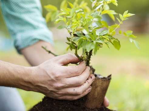 Правильная посадка саженцев плодовых деревьев и кустарников осенью: сроки осенней посадки и удобрения