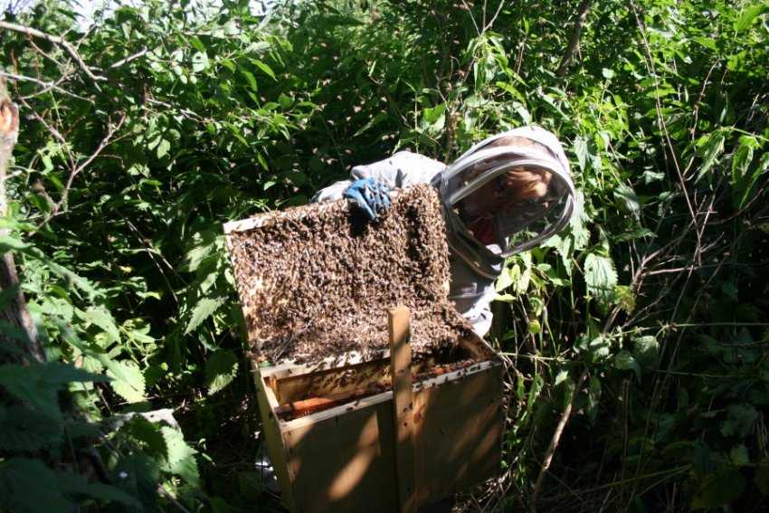 Как поймать рой пчел в пустой улей. видео ловли роев в ловушку