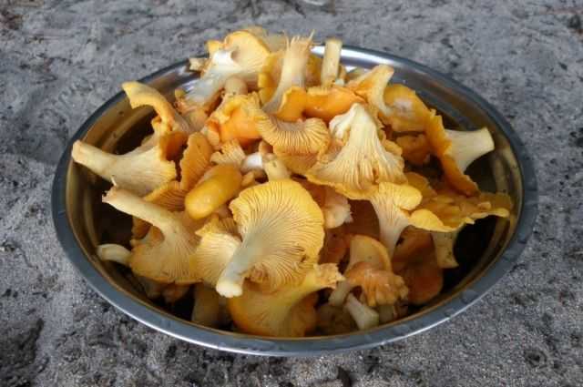 Рыжики в самарской области: лучшие места для сбора грибов