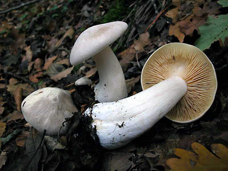 Энтолома бледноплодная (entoloma pallidocarpum) –  грибы сибири