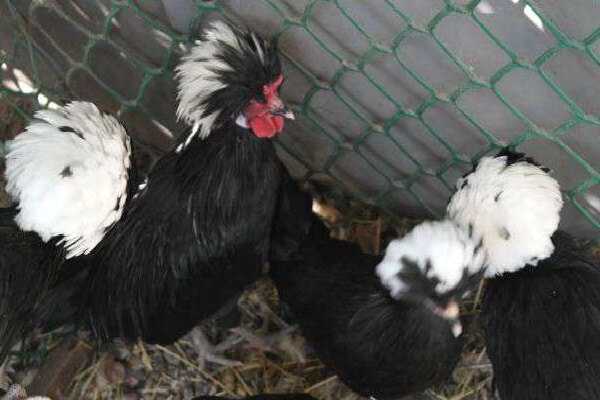 Характеристика и происхождение голландских белохохлых кур, как отличить цыплят данной породы, содержание и разведение, отзывы владельцев.